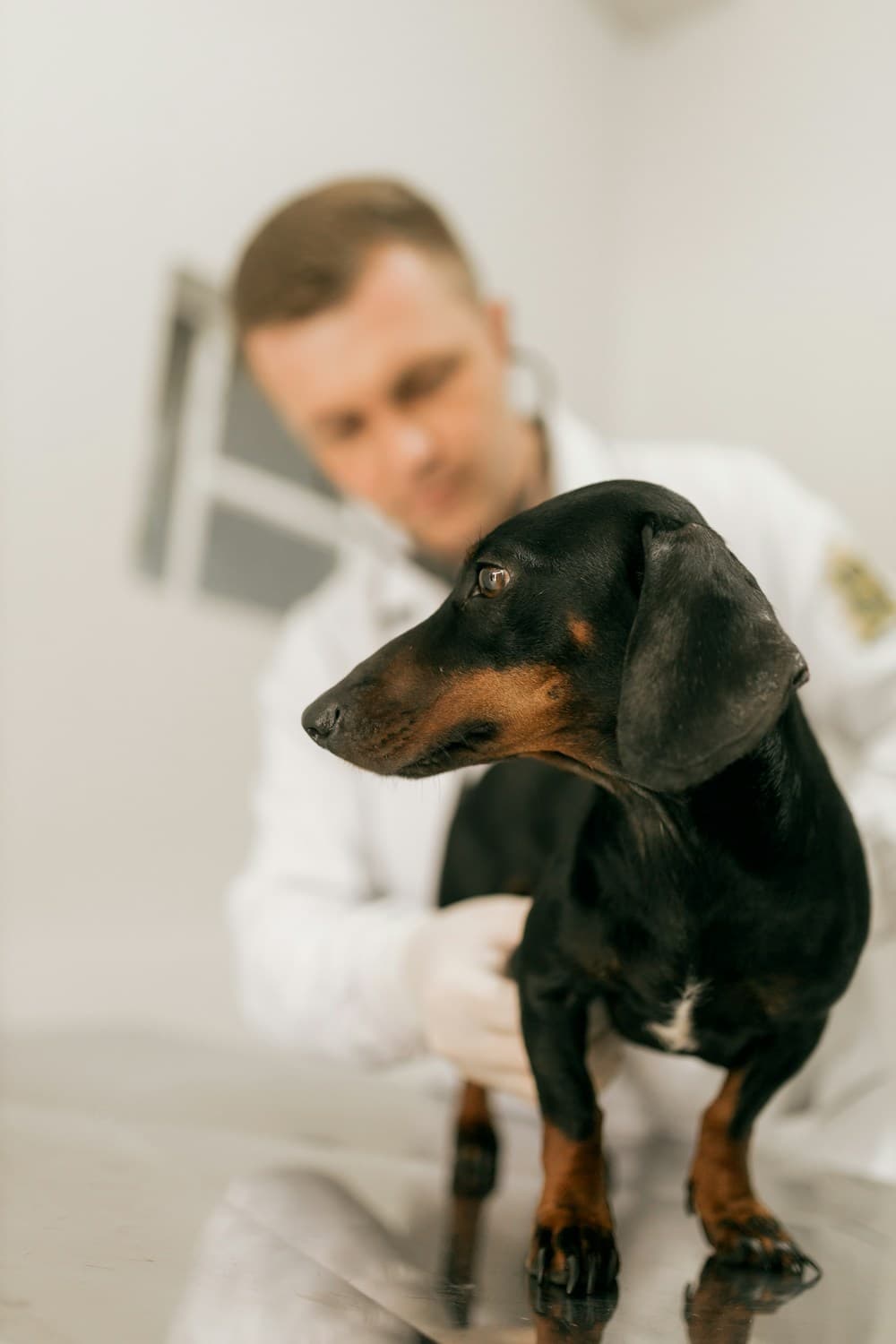 Veterinaria examinando con cariño a un perro salchicha